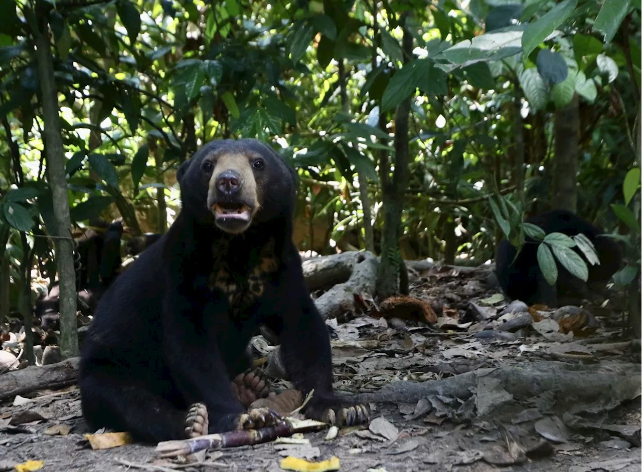 Sun bear captured in Gong Badak wildlife ops