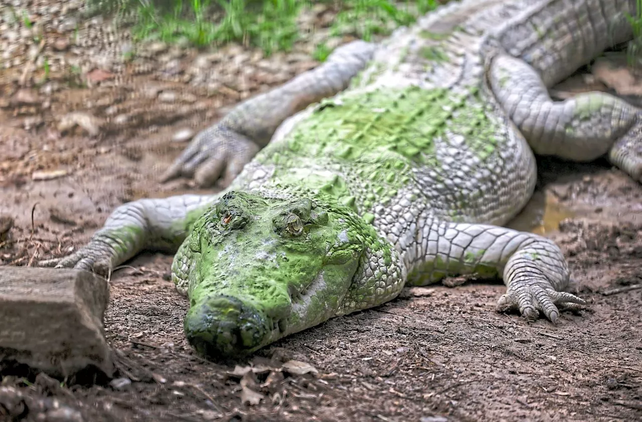 Wildlife rangers in Sabah on the lookout for crocs said to be prowling in waters off KK