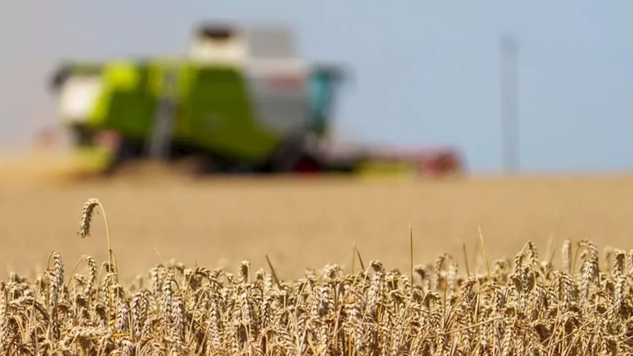 Getreide: Landwirte bauen deutlich weniger Weizen an