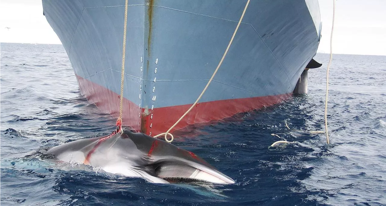 Chasse à la baleine : malgré les critiques, le Japon étend sa chasse au rorqual commun