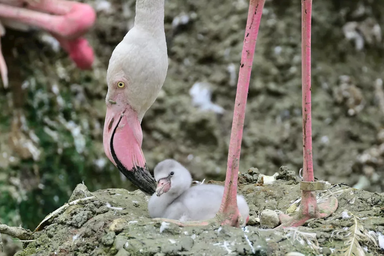 Tierpark Hellabrunn: Nachwuchs bei den Flamingos