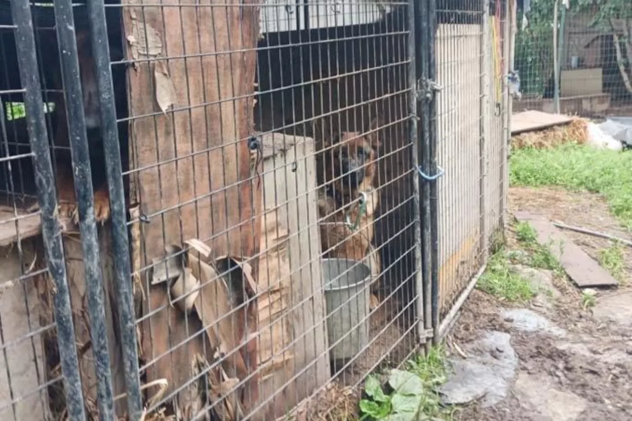 43 German shepherds seized by B.C. SPCA from property near Prince George