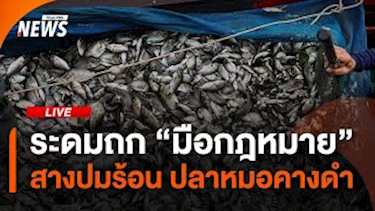 ระดมถก 'มือกฎหมาย' สางปมร้อน ปลาหมอคางดำ | ไลฟ์วันนี้ | 1 ส.ค.67 | Thai PBS รายการไทยพีบีเอส