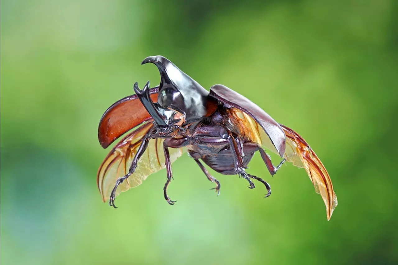 Beetle mania: How bugs are inspiring the next gen of robot aviators