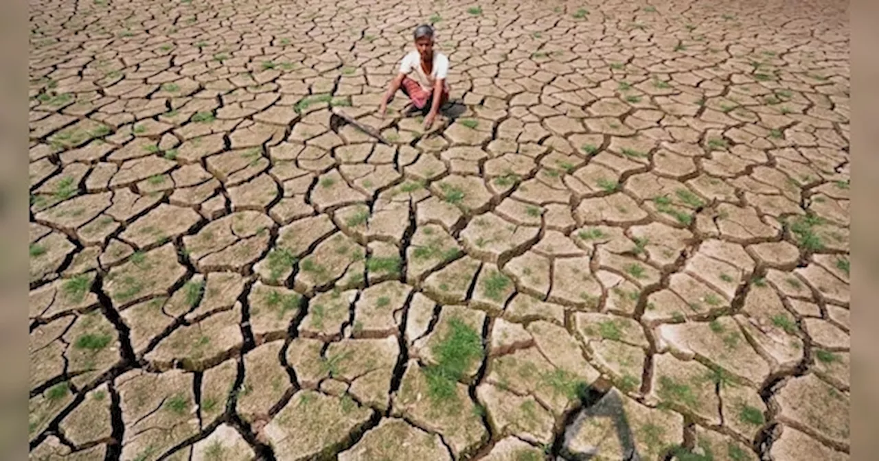 Bihar Rain: बिहार में सूखे की आहट, किसानों की बड़ी चिंता, अब तक केवल 55 प्रतिशत हुई धान की रोपाई