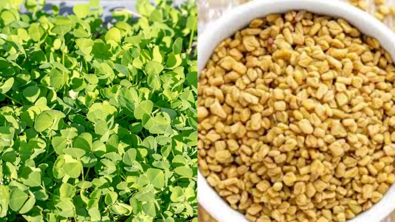 Fenugreek seeds vs fenugreek leaves:మెంతి కూర vs మెంతులు.. ఎందులో ఔషధగుణాలు ఎక్కువ..డయాబెటిస్ కంట్రోల్ కోసం వేటిని తినాలి..?