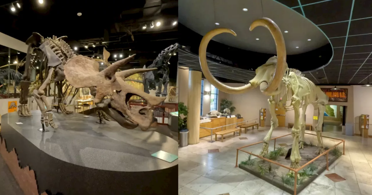 Explore prehistoric past at Arizona Museum of Natural History