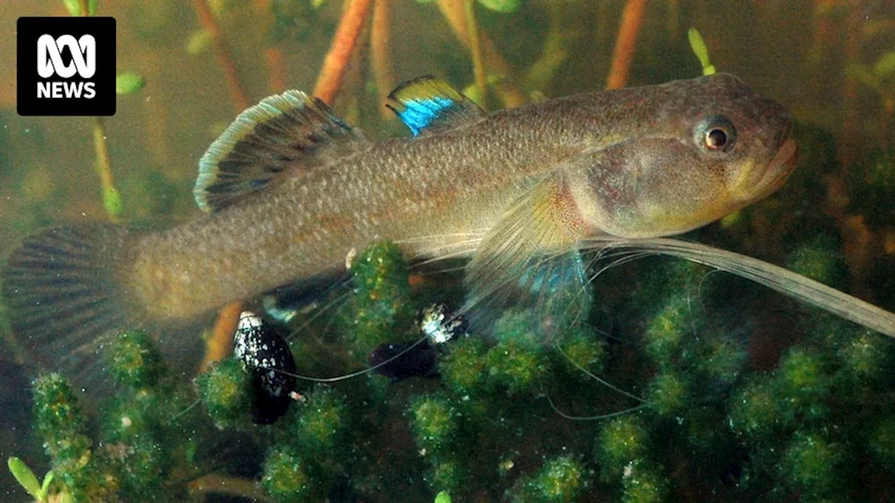 Fish in outback SA's Witjira-Dalhousie Springs added to threatened species list