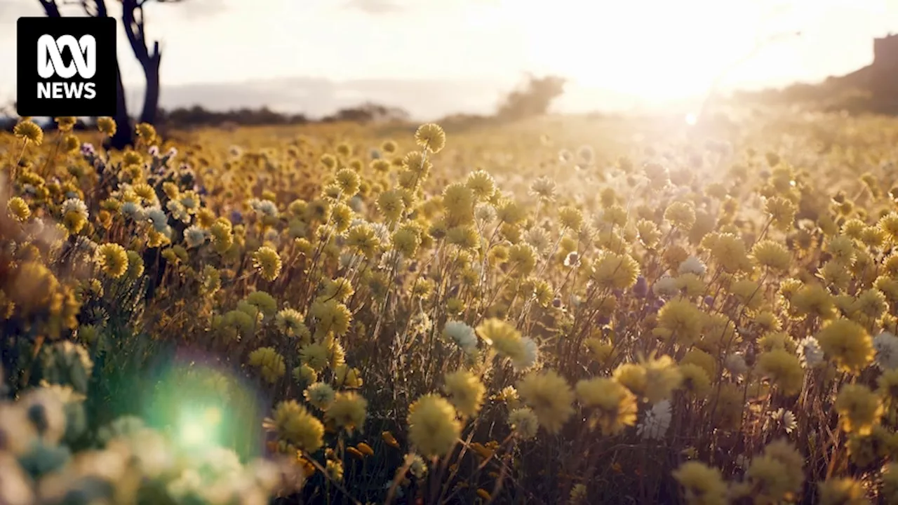 Wildflower Society determined to reduce native vegetation clearing amid lack of monitoring in WA