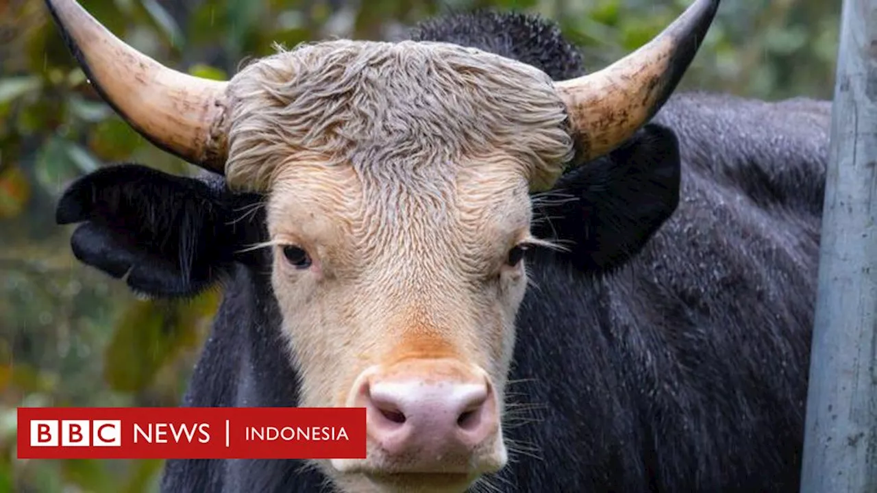 Masyarakat adat Adi, penyelamat 'sapi berponi' di Himalaya yang terancam deforestasi dan perubahan iklim