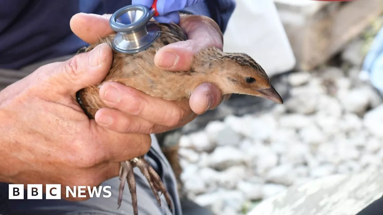 Norfolk reintroduction raises hope for endangered corncrake