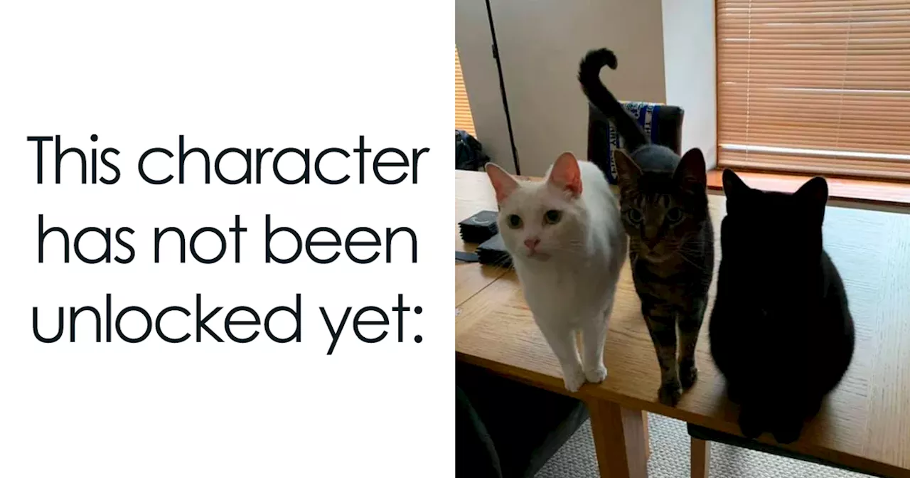 80 Hilarious Cat Memes To Brighten Your Day, As Shared On This Fabulous Instagram Account