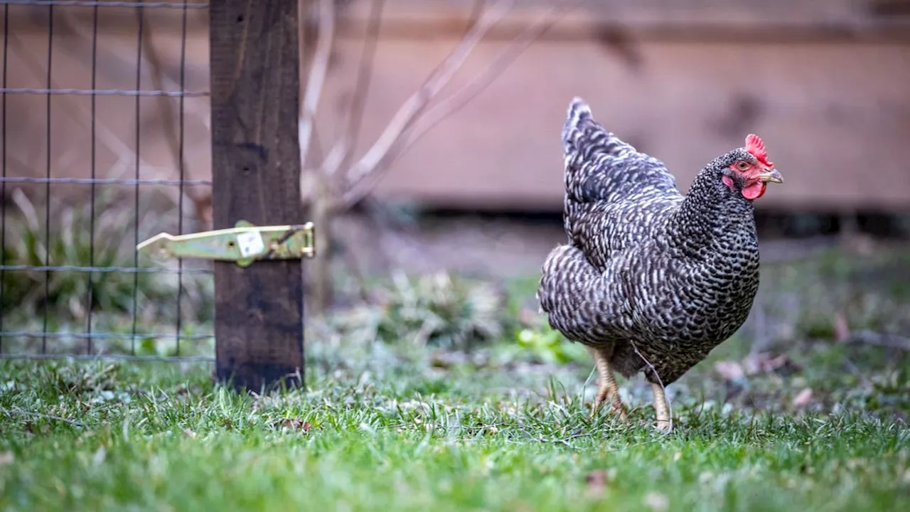 Tierseuche befällt Aargauer Hühner – ihr Halter hat gegen verschiedene Vorschriften verstossen