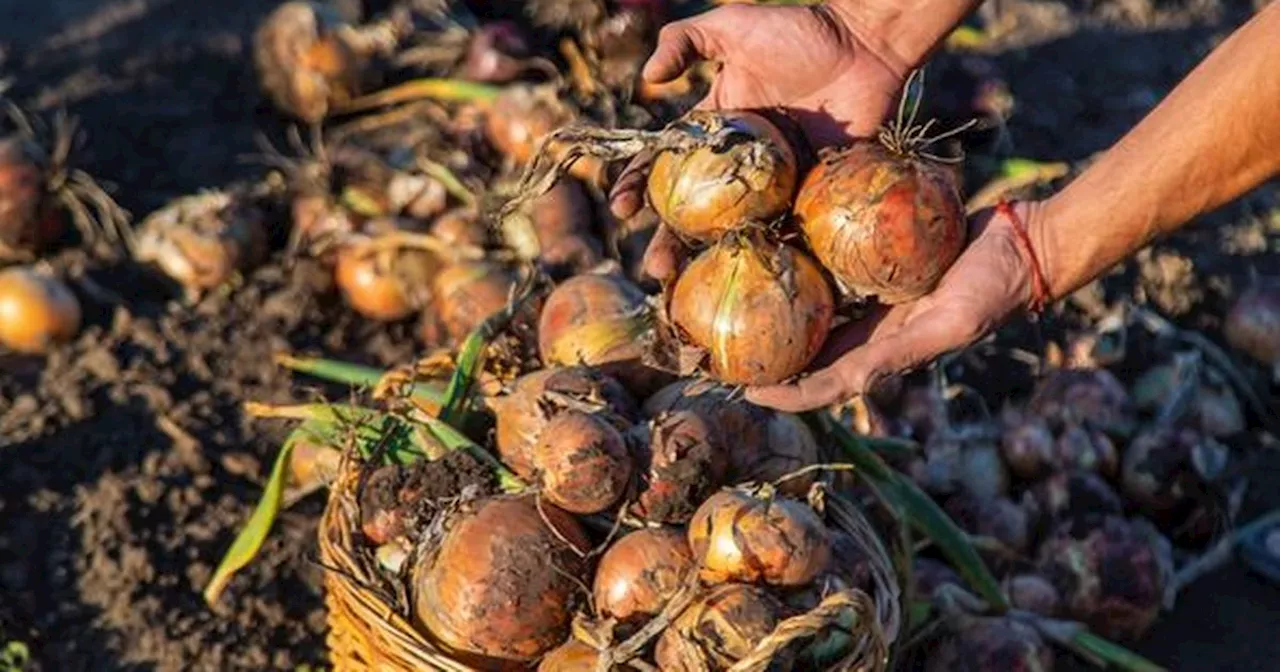 Keep onions fresh for longer using a clothing item