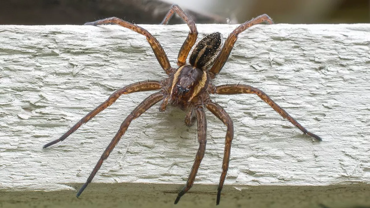 Urgent warning to Britons as spiders the size of RATS invade the UK in their thousands