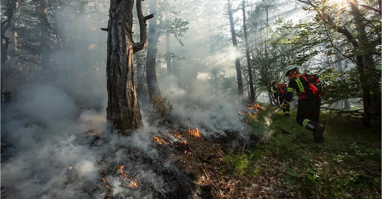 Mittel für Waldbrandprävention auf 15,4 Millionen Euro erhöht