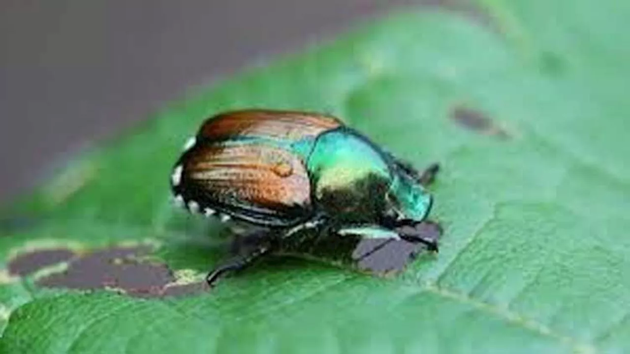 France warns against influx of Japanese beetles that can decimate ecosystems