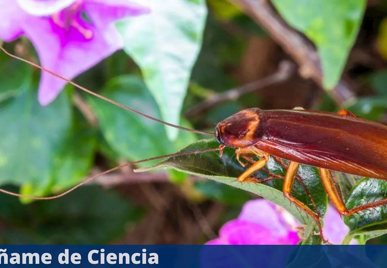 3 plantas que no deberías tener en casa si no quieres tener cucarachas