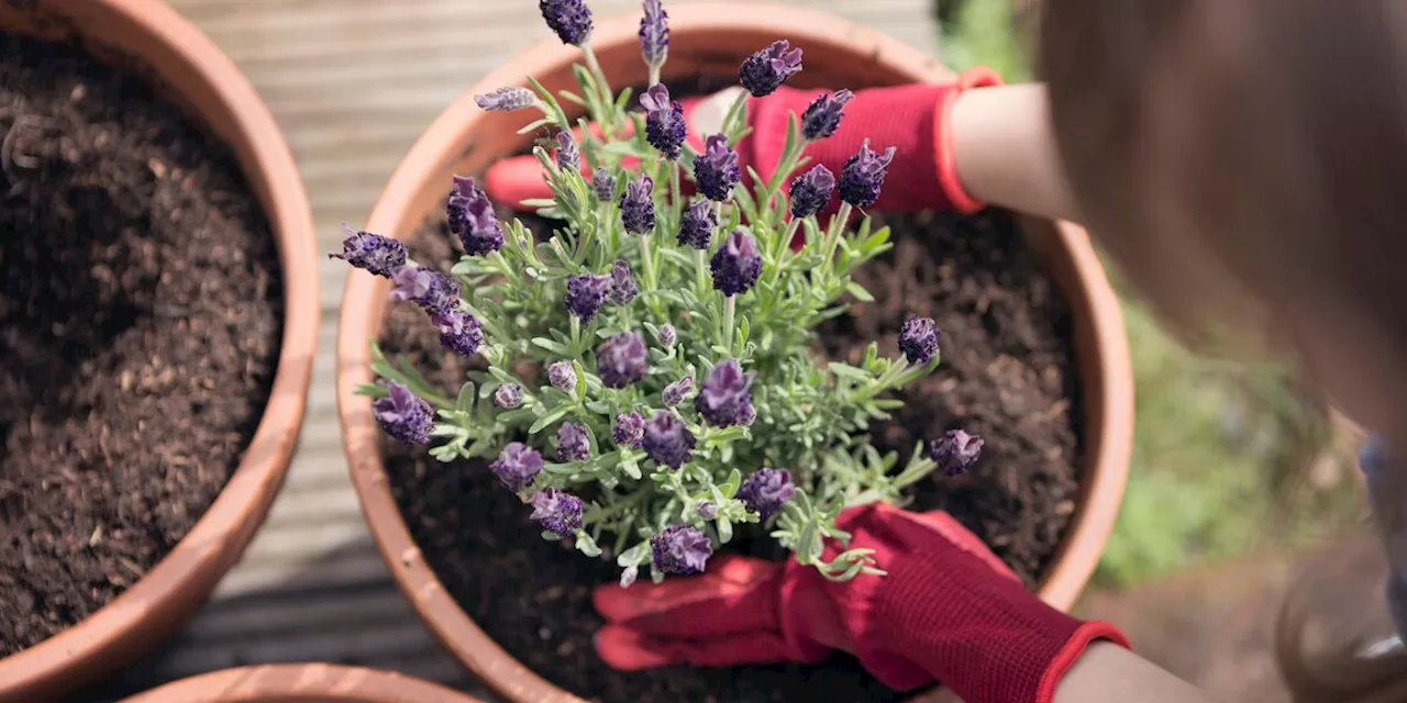 Weiße Flecken: Das sollten Sie mit Blumenerde machen bevor Sie etwas einpflanzen