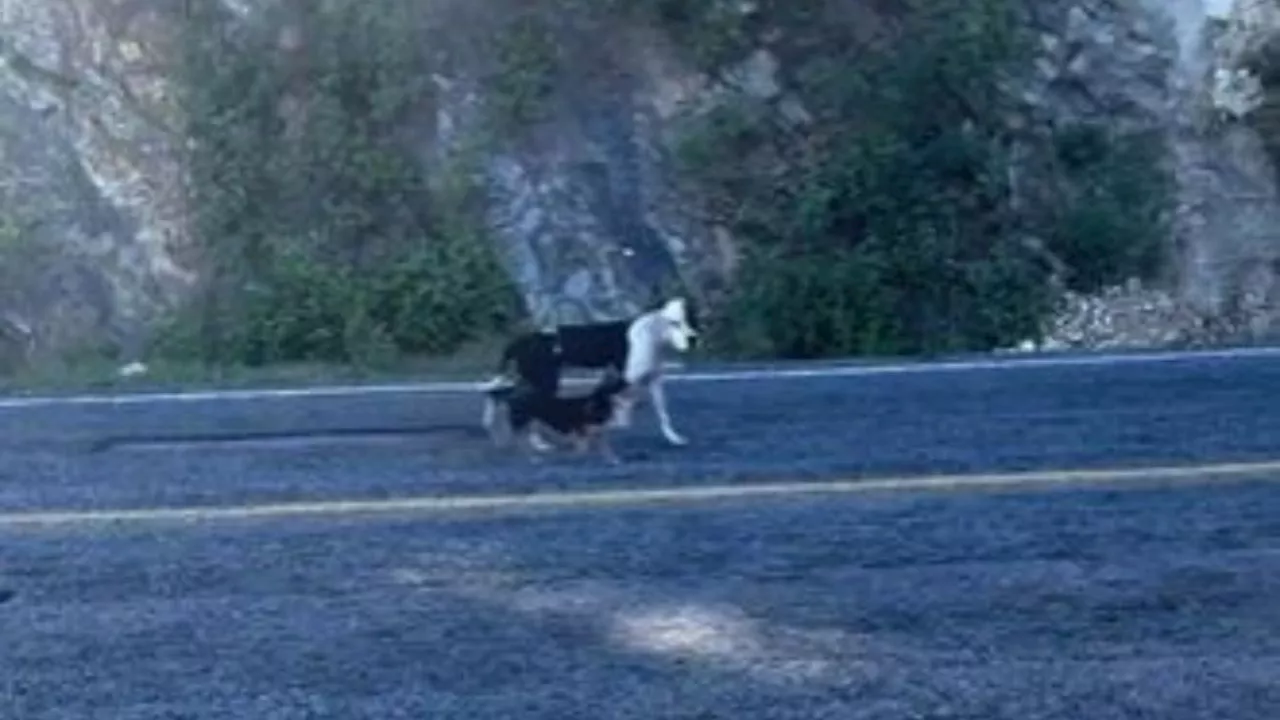 Perrito no quiere abandonar a su amigo que murió atropellado en carretera de Tamaulipas: VIDEO