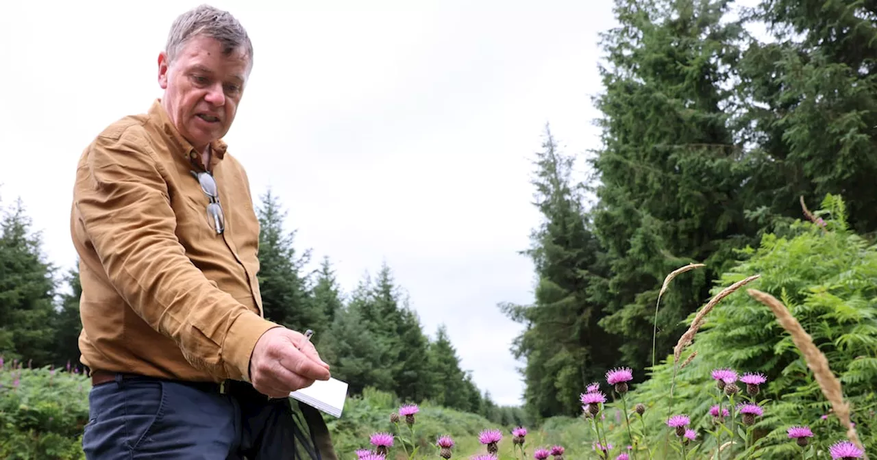 Butterflies in free fall: ‘It’s really alarming because it shows that something significant is happening in the wider countryside’