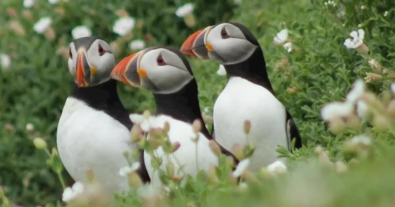 Puffins on the Saltee Islands are thriving again. There’s now an obvious next step