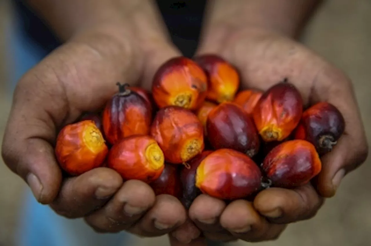 Felcra CEO debunks rumours of oil palm fruit factory sales, confirms all operations running as usual