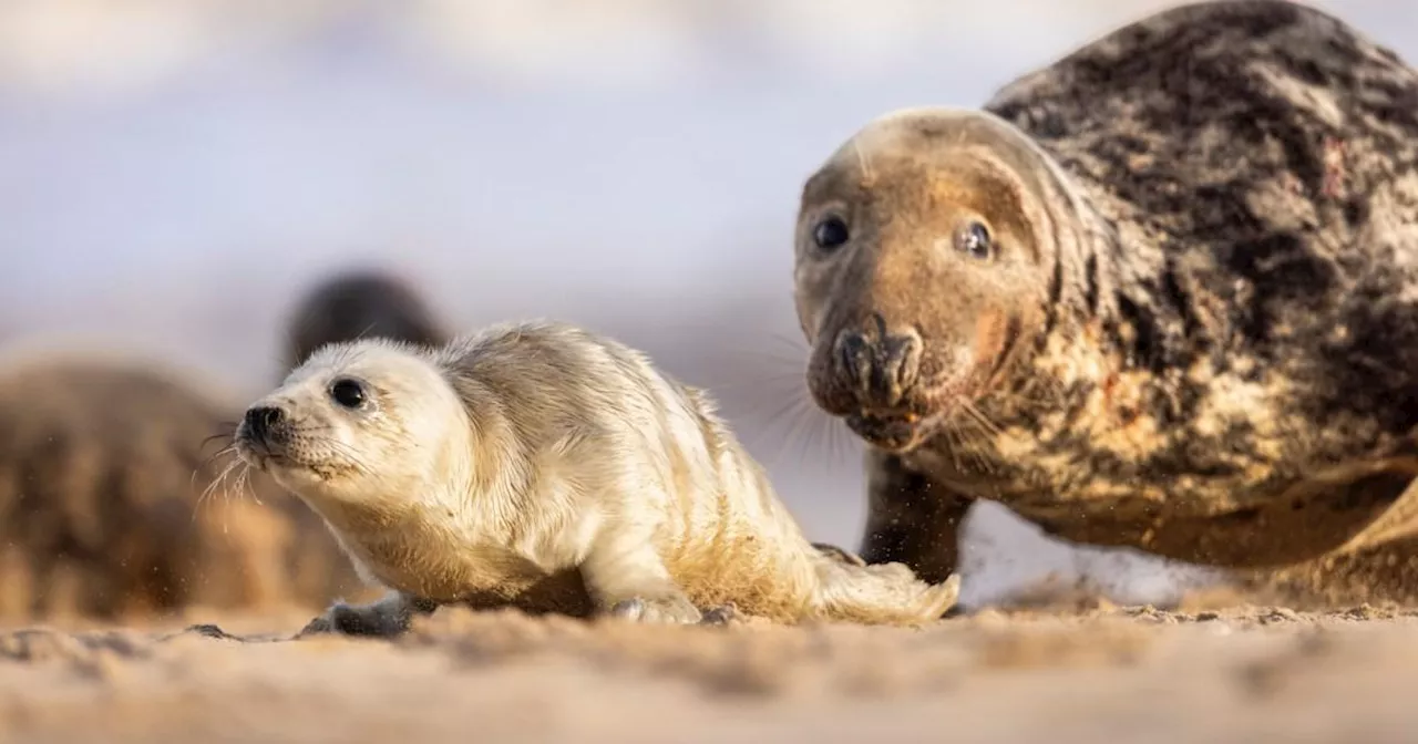 Mystery disease that almost killed all seals in the UK