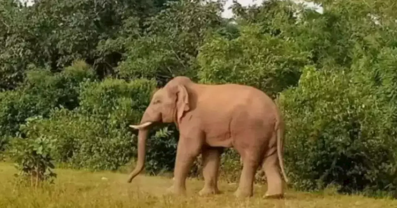 Elephant Attack: रास्ते में जो भी आया उसे कुचलता गया हिंसक हाथी, चार लोगों की मौत, मरने वालों में तीन एक ही परिवार के सदस्य