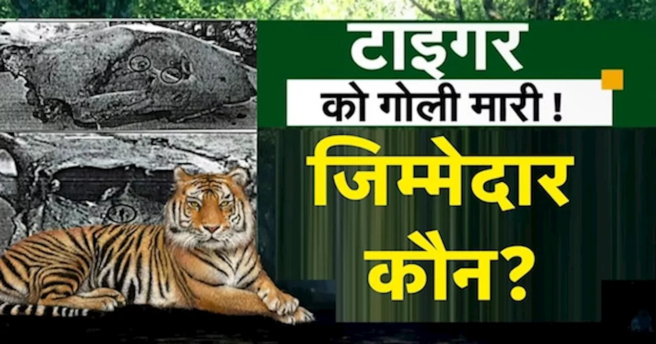 Tiger in Madhya Pradesh: 'Tiger State' में बाघ को मारी गोली?, पोस्टमार्टम में चौंकाने वाला खुलासा!