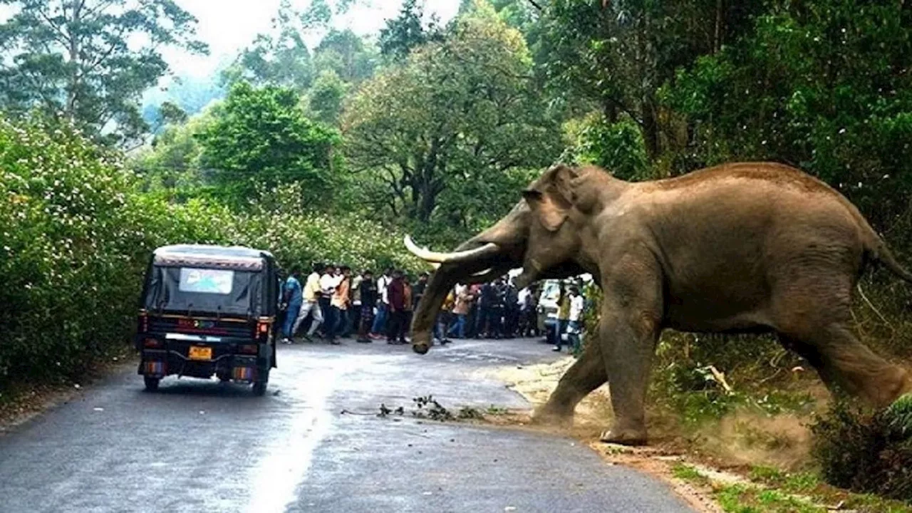 छत्तीसगढ़ के जशपुर में हाथी ने मचाया तांडव, चार लोगों को उतारा मौत के घाट