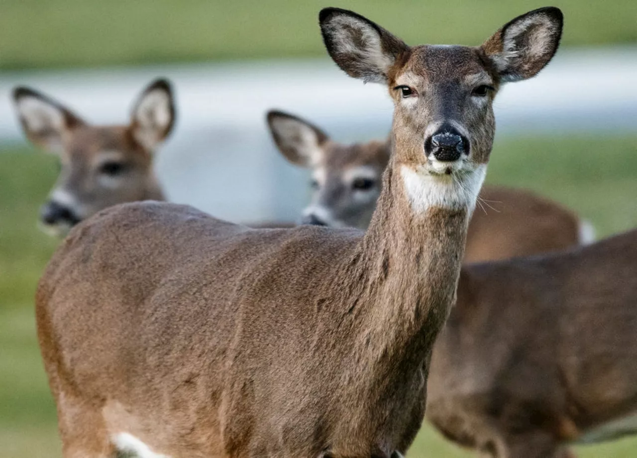 They plan to hunt deer in my Central Jersey neighborhood. Very bad idea