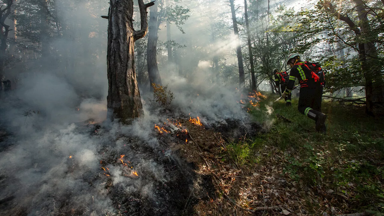 Waldbrände als Gefahr: Minister stockt Präventionsmittel auf