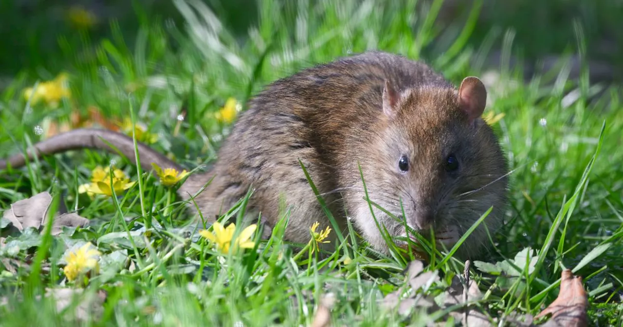 Expert explains how to 'deter rats forever' with homemade solution