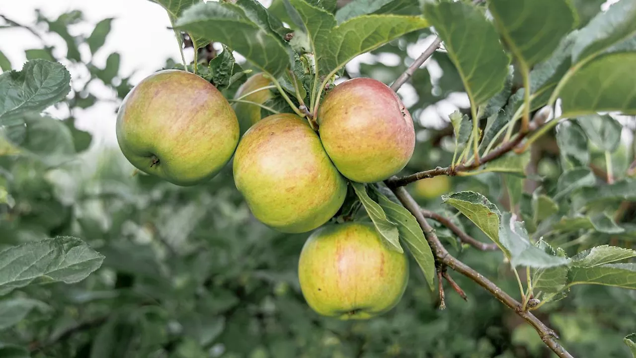 Mecklenburg-Vorpommern: Apfelernte beginnt früher - Menge wie in Vorjahren erwartet
