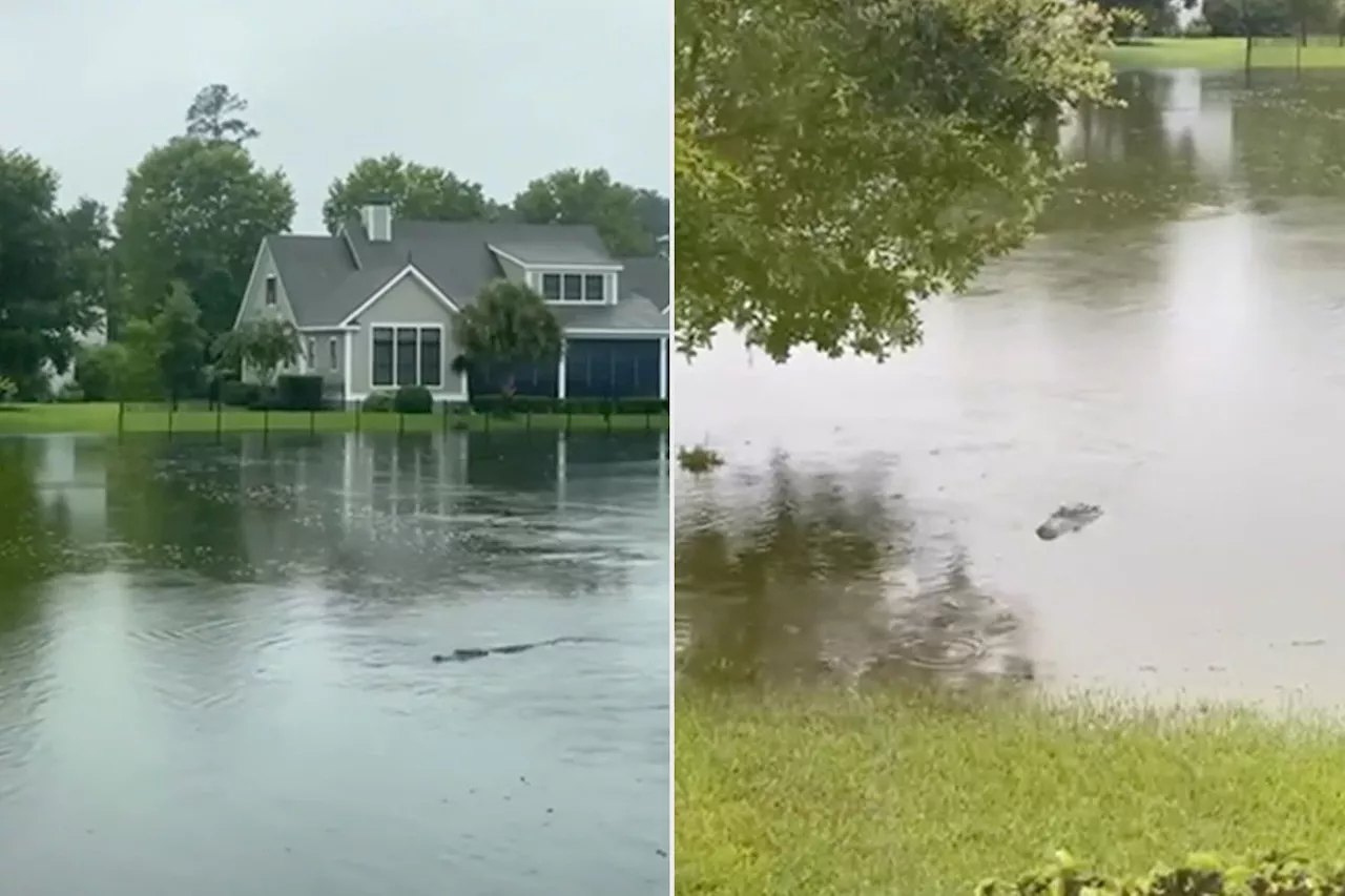 Alligators Seen Swimming Through S.C. Neighborhoods in Floodwaters Left by Tropical Storm Debby