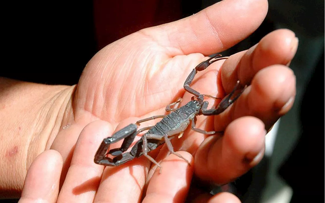 ¿Cuántas picaduras de alacrán han sido atendidas por la Cruz Roja de León durante el verano?