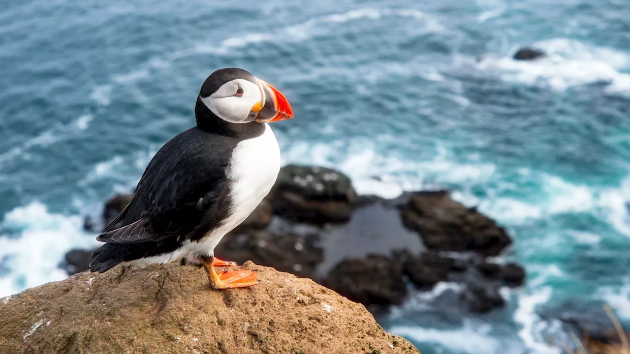 In Iceland, humans throwing baby puffins is a good thing