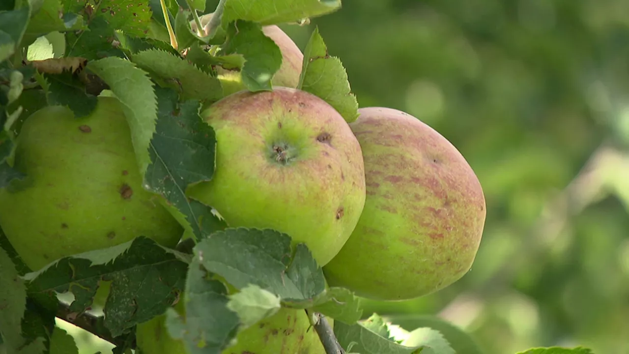 Cette année, la récolte de pommes et de poires ne s’annonce pas bonne: voici pourquoi