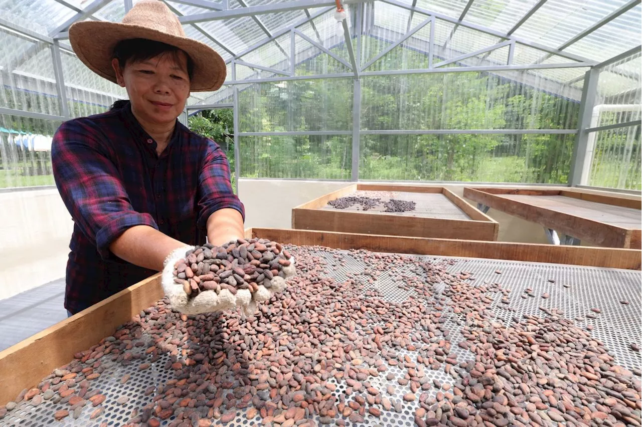 Agri-entrepreneur channels Merdeka spirit to revive cocoa cultivation in Kota Belud