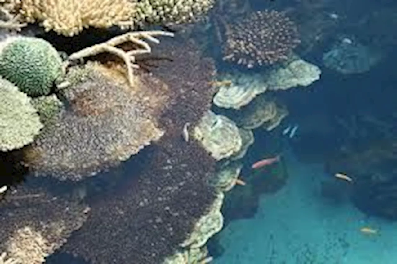 Great Barrier Reef ocean temperatures hit 400-year record: study