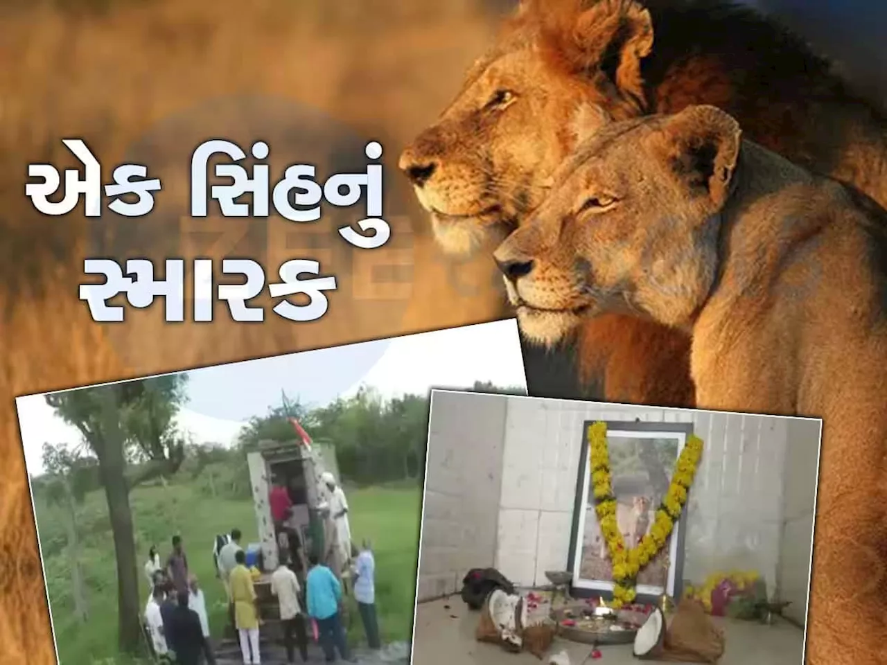 આવું તો ગુજરાતીઓ જ કરી શકે, ગુજરાતના શાન સમા સિંહોનું મંદિર બનાવ્યું, રોજ થાય છે પૂજા