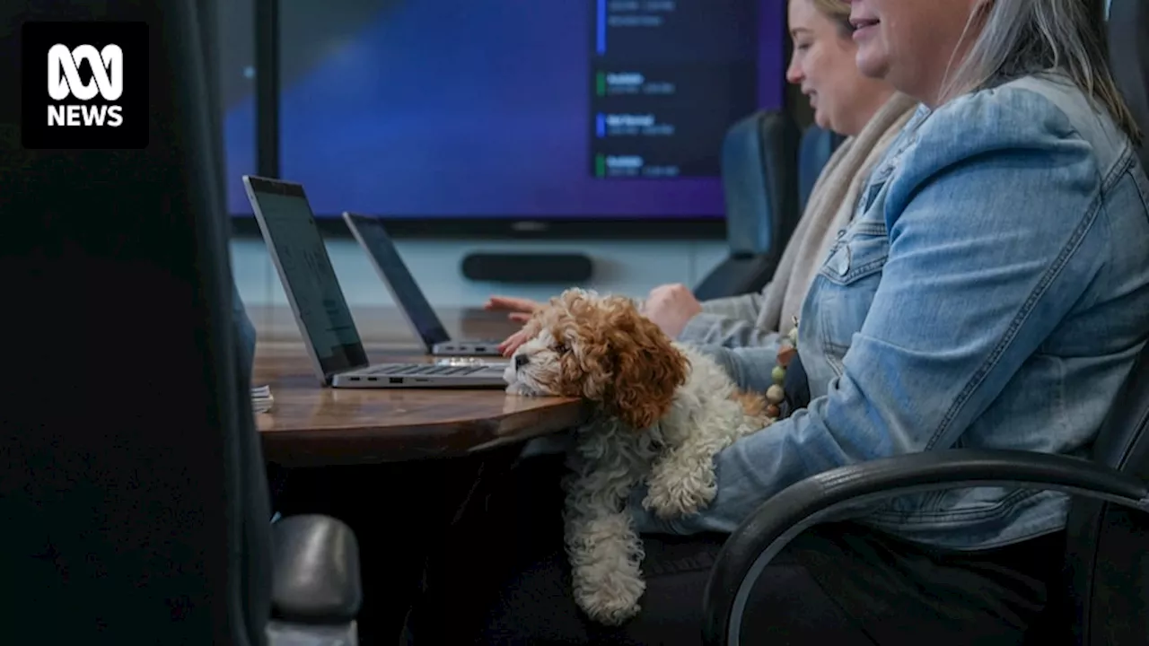 Push to allow pets into Australian workplaces, as report shows human benefits to office companion animals