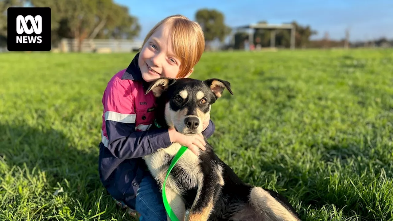 Young leukaemia survivor finds her very own 'man's best friend' in Brutus the Kelpie