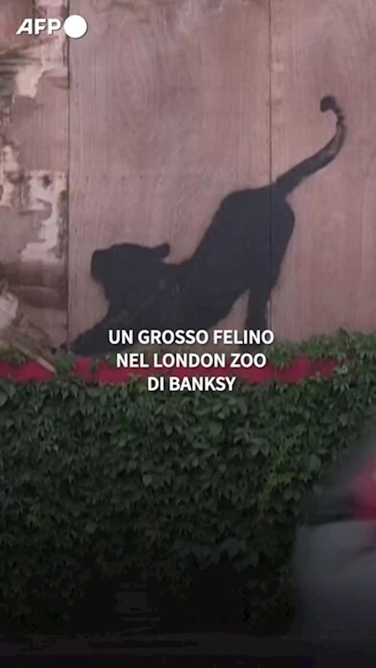 Nel London Zoo di Banksy arriva un grosso felino