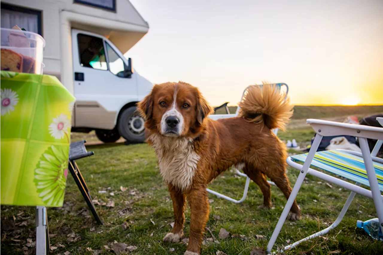 Vacanze on the road, i campeggi pet-friendly in Italia