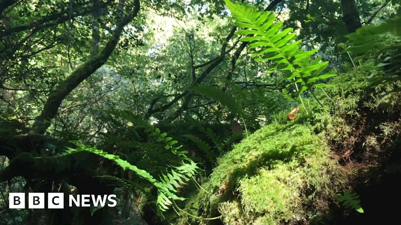 Pembrokeshire: Could rainy Welsh weather help save rainforests?