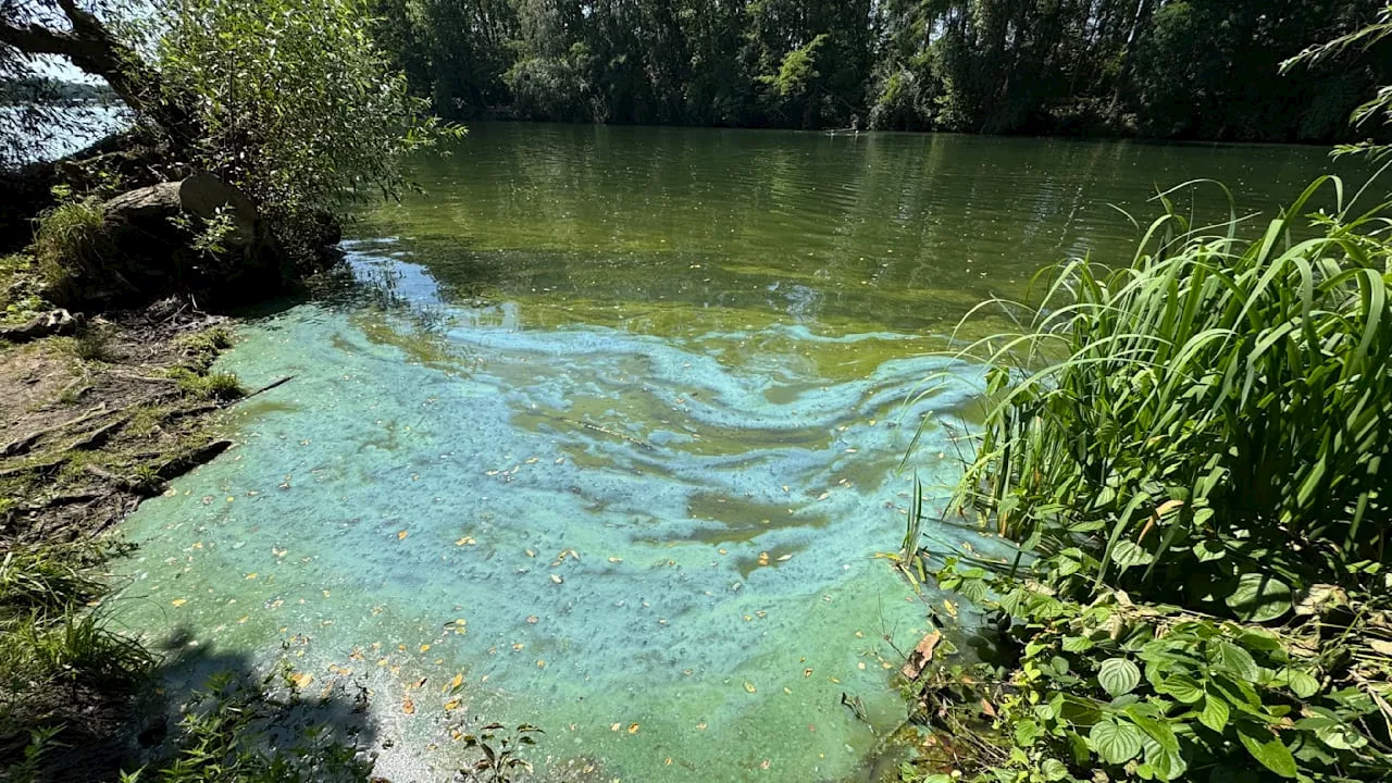 Badeverbote in Bayern: Blaualgen-Alarm im Brombachsee