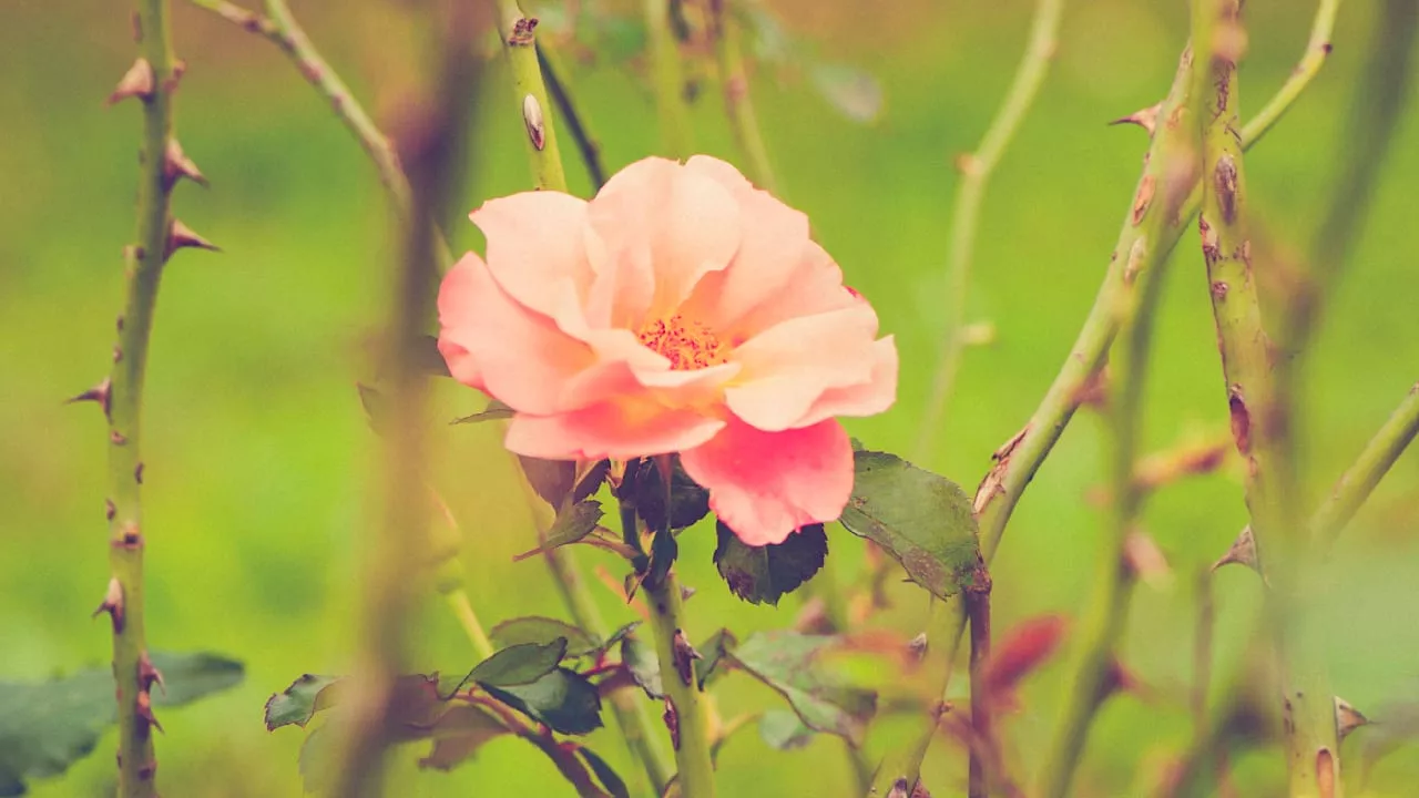 Forscher entdecken Gen: Wie die Rosen Ihre Dornen bekamen!