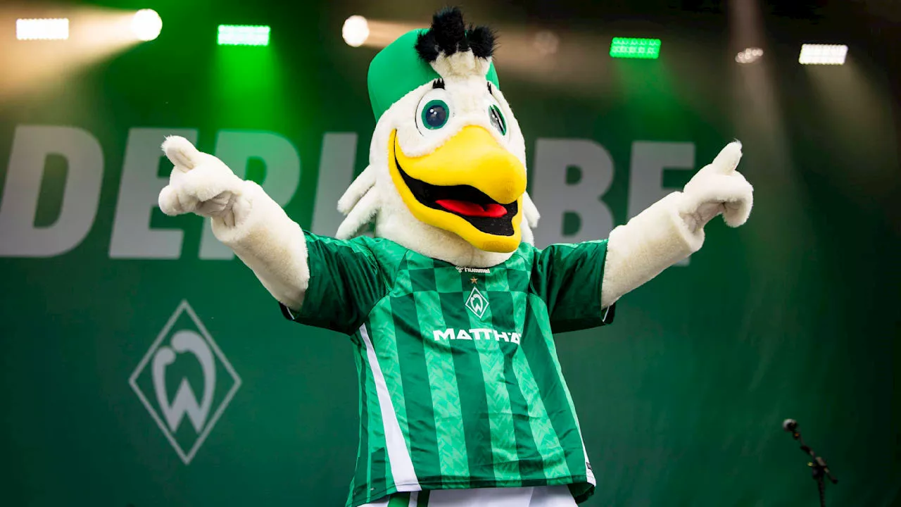 Werder Bremen: Toni darf nicht auf den Rasen – Stadionverbot für Maskottchen